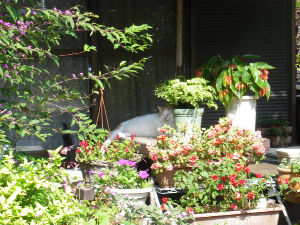 c0049489_9534179.jpg