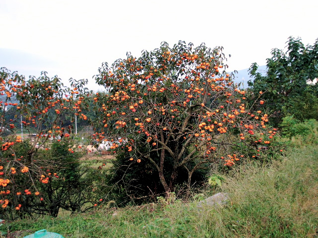 b0143293_2235966.jpg