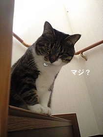 c0035001_15205648.jpg