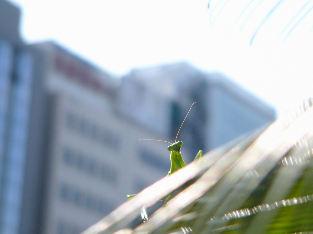 c0062511_6212779.jpg