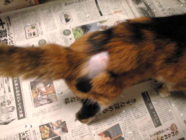 c0003217_17281749.jpg