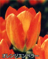 e0136424_10144524.jpg