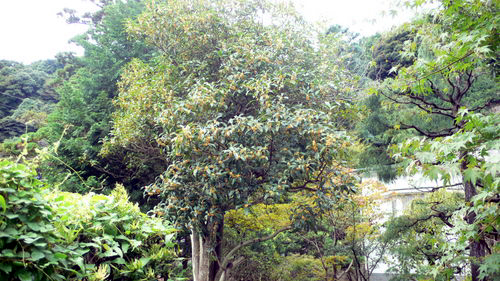 f0060424_1334206.jpg