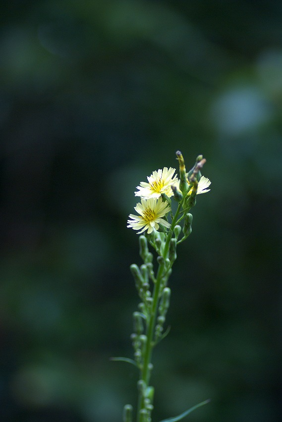 d0053930_17295041.jpg