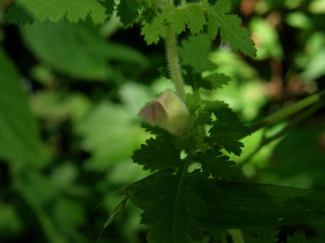 e0145033_14552558.jpg