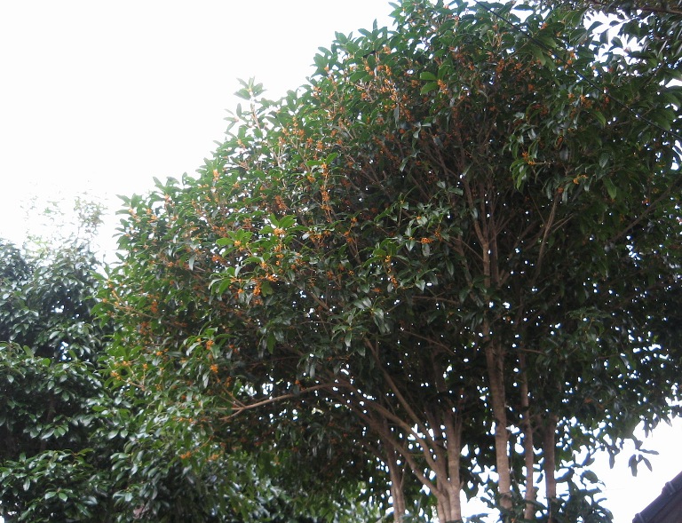 f0042737_201745.jpg