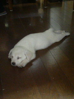 f0195543_1373221.jpg
