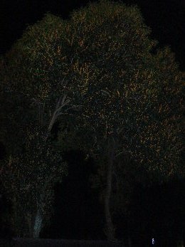 e0111346_2233355.jpg