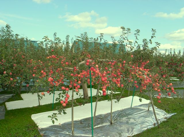 c0138553_23243218.jpg