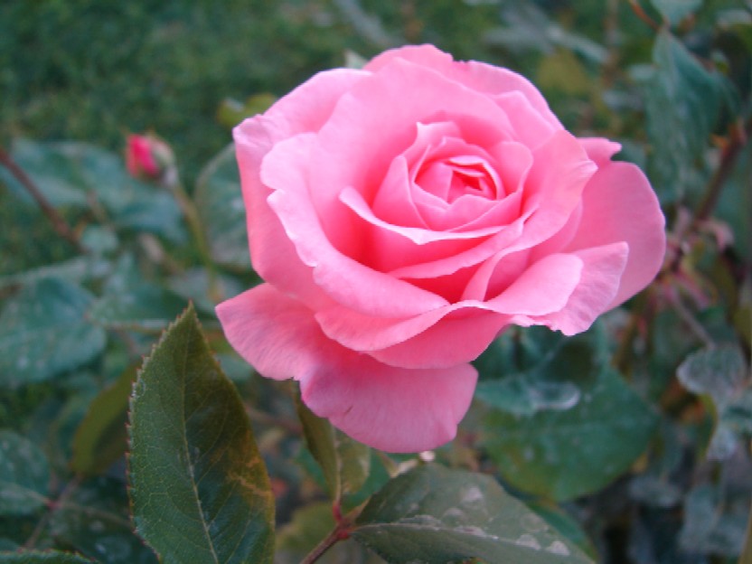 c0177361_21163436.jpg