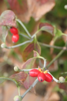 e0068962_16385721.jpg