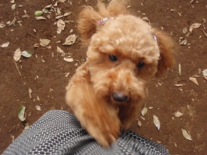 c0135363_1151767.jpg