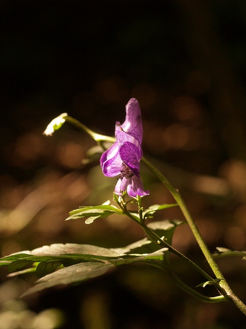 d0025568_1255631.jpg