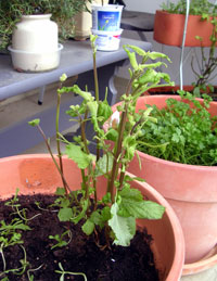 c0153569_0402248.jpg