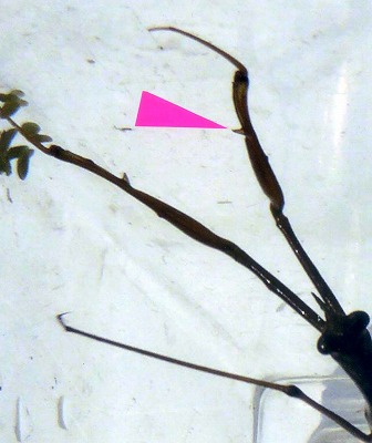d0019074_92610.jpg