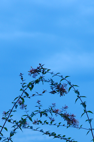 b0143480_1211669.jpg