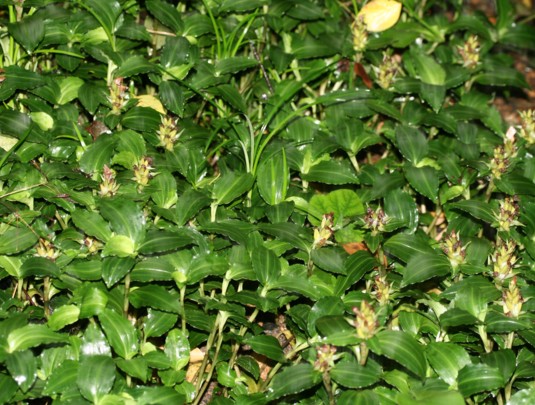 c0144185_2023958.jpg