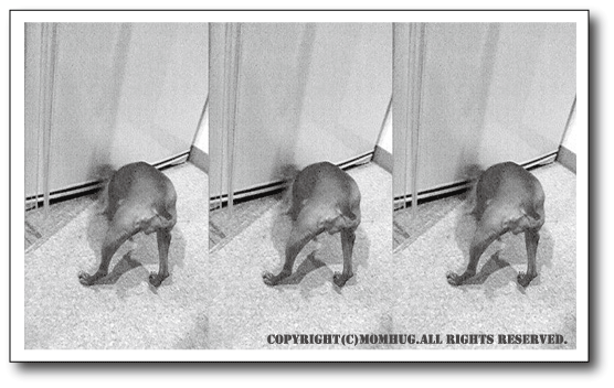 d0073989_17393553.gif