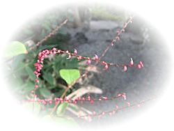 e0143690_11214678.jpg