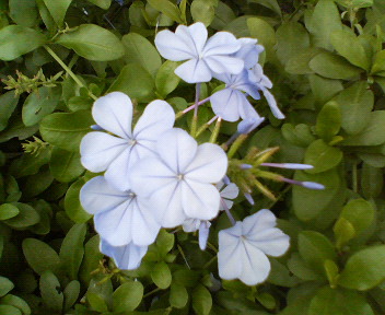 f0036223_1658583.jpg