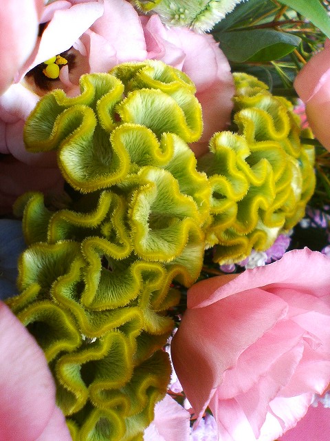 e0080524_0433272.jpg