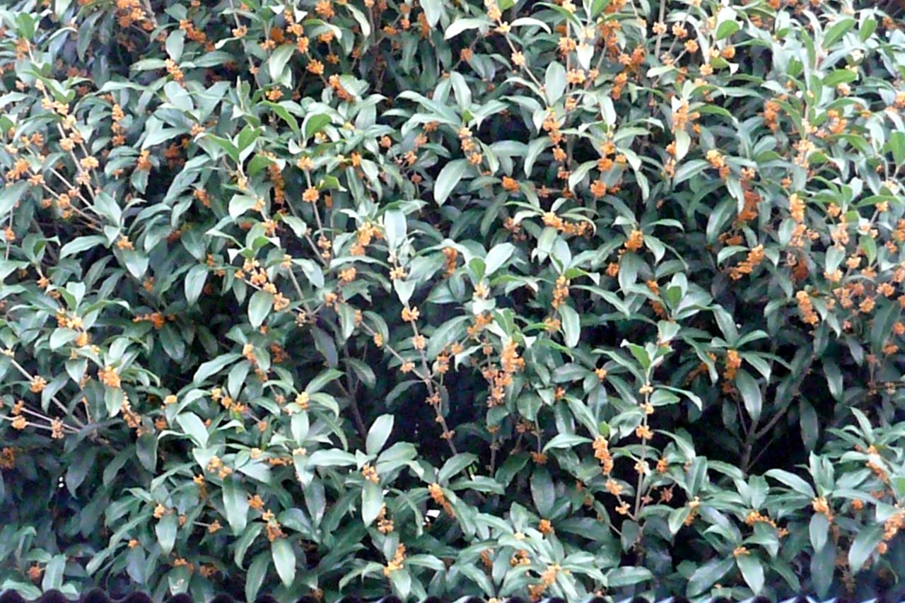 e0033229_1824872.jpg