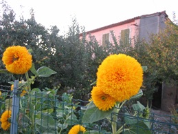 a0091348_4141756.jpg