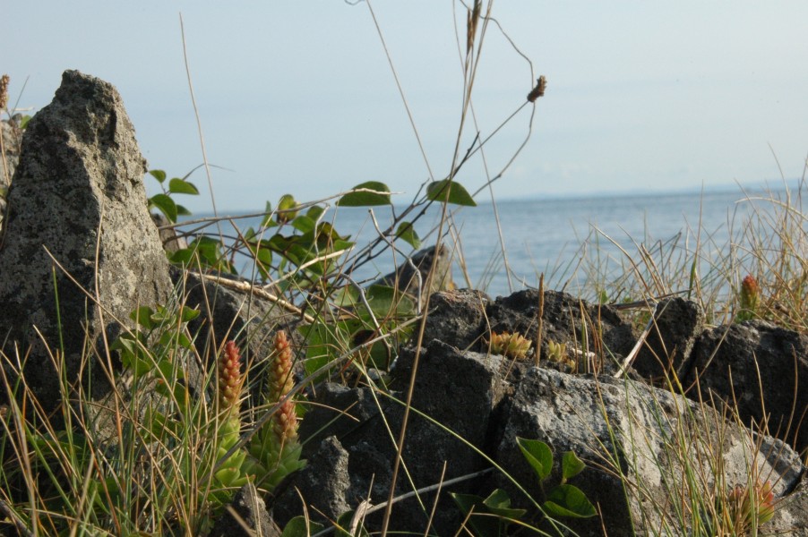 d0098057_454324.jpg