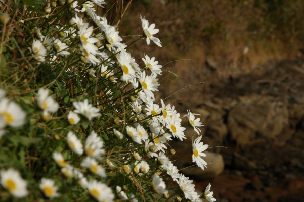 d0098057_4561426.jpg