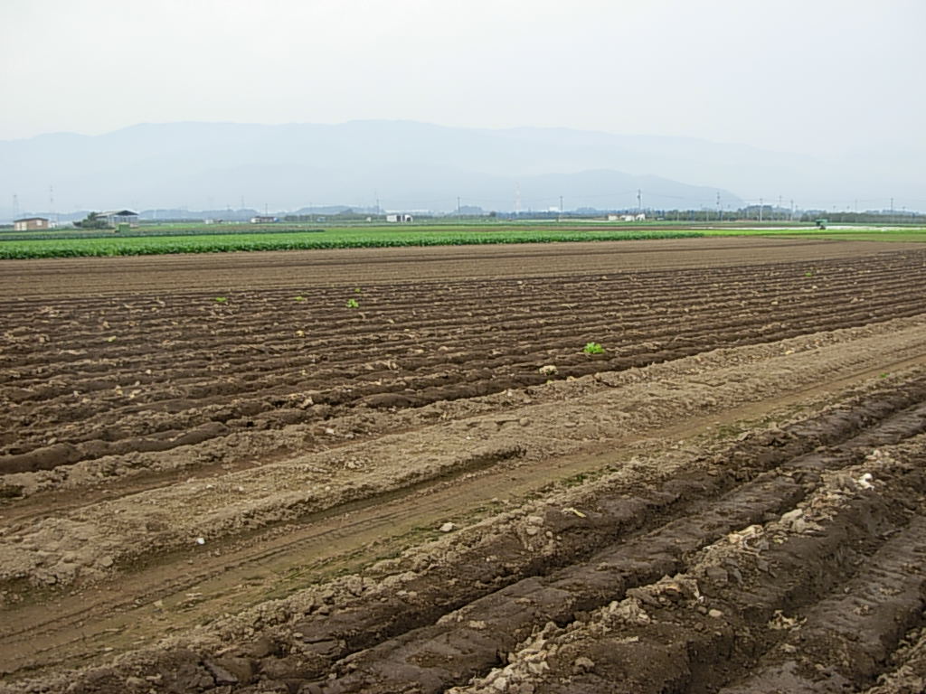 d0048366_1064625.jpg