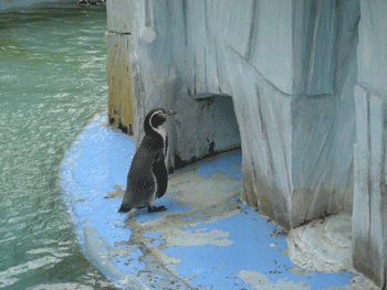 e0066883_20354968.gif