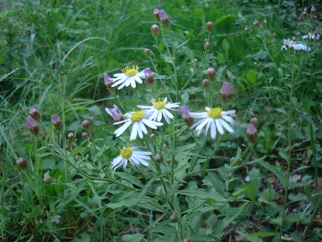 f0173908_20451435.jpg