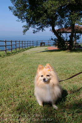b0075318_21342211.gif