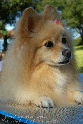 b0075318_21375420.gif