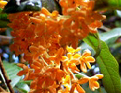 f0060424_11473152.jpg