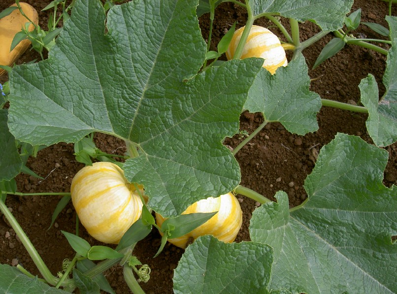 f0136828_13525930.jpg