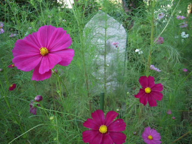 b0025633_20583695.jpg
