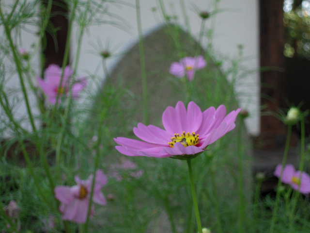 b0025633_2058417.jpg
