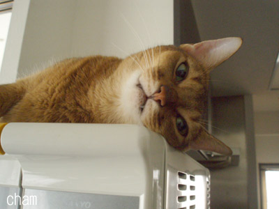 c0132438_22391619.jpg
