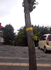 f0153547_96116.jpg