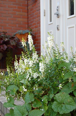 e0025655_6141989.jpg