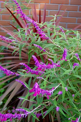 e0025655_6292024.jpg