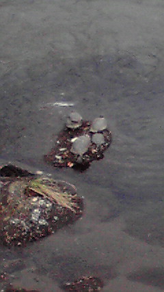 c0178256_9573882.jpg