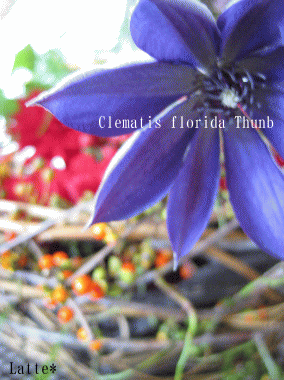 b0087059_16103545.gif