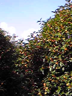 d0087062_19194429.jpg