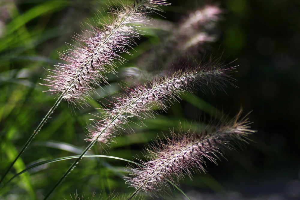 a0083081_1741244.jpg
