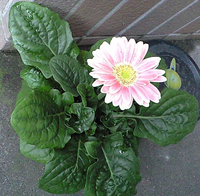 c0135690_1758258.jpg