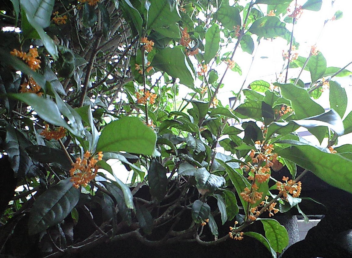 c0135690_17584460.jpg