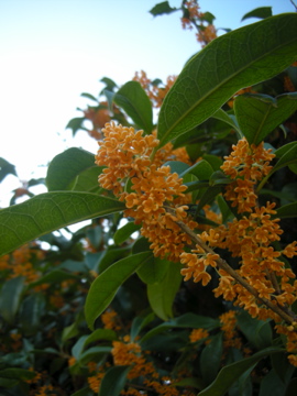 c0145209_1125193.jpg