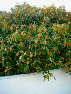 c0145209_1205085.jpg